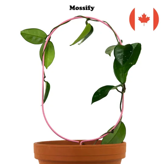 Mossify Trellis Oval Black - Image 2