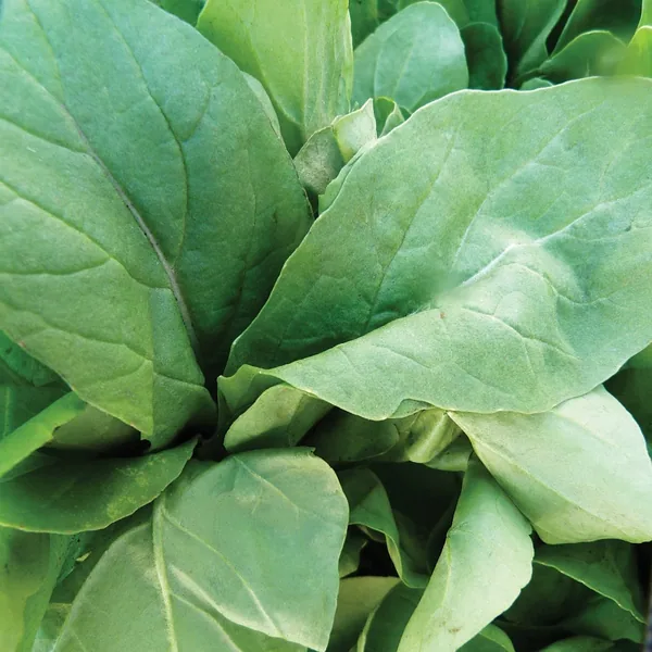 Mustard, Florida Broadleaf 1/2oz