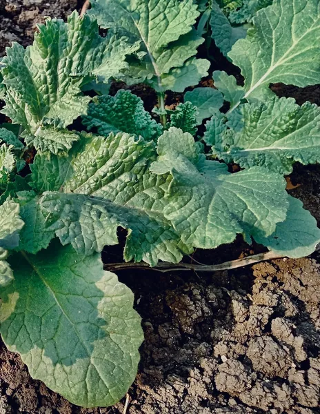 Mustard, Florida Broadleaf