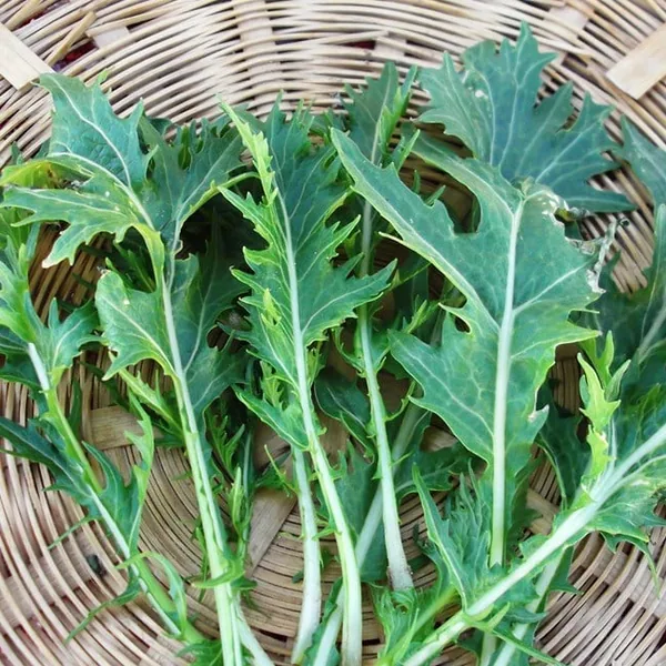 Mustard, Mizuna 1/2oz