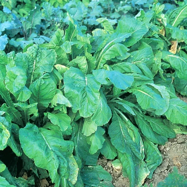 Mustard, Tendergreen 50 lbs