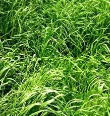 MVP Perennial Ryegrass 16 lbs Each