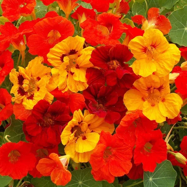 Nasturtium, Jewel Mix oz