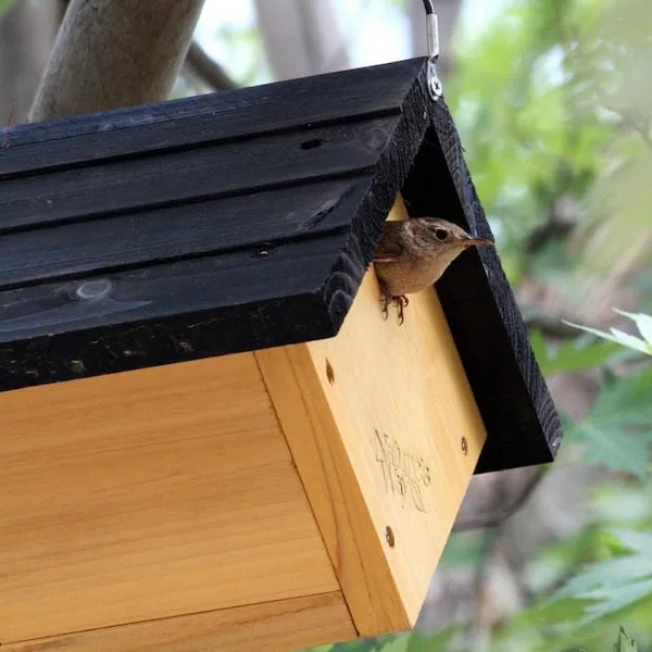 Natures Way Cedar Wren Hanging Bird House - Image 2
