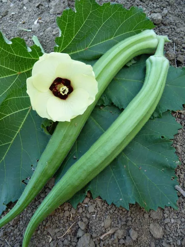 Okra, Long Pod Green - Image 2