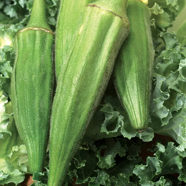 Okra, Long Pod Green