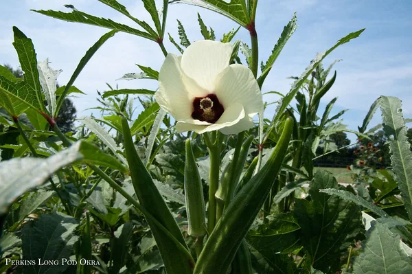 Okra, Perkins Long Pod 1/2oz
