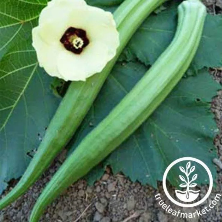 Okra, Perkins Long Pod 4 Grams - Image 2