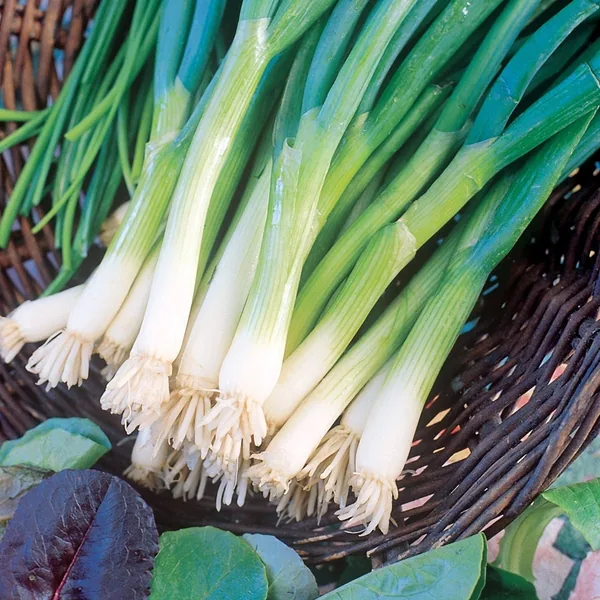 Onion, Japanese Bunching 1/2oz
