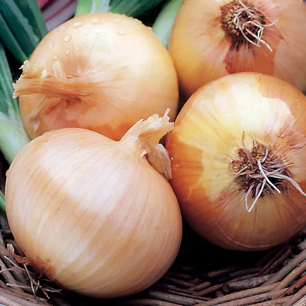 Onion, Yellow Sweet Spanish 1/2oz