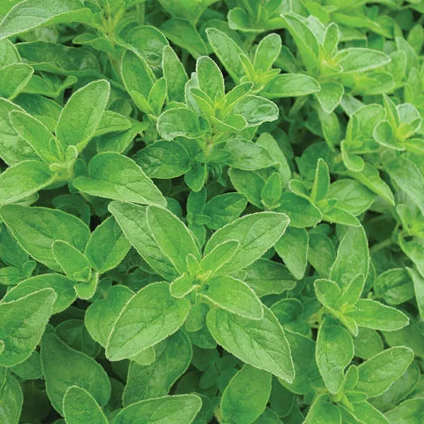 Oregano (Vulgare) 1/. Each