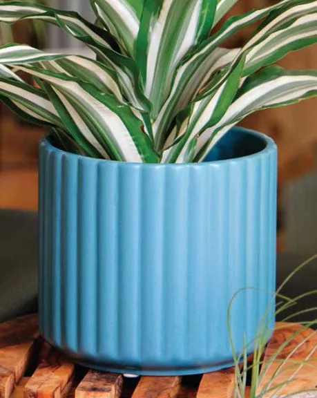 Palm Spring 5.5" Brush Comb Dnm Planter