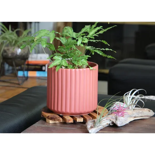 Palm Spring 6.5" Brush Comb Hbs Planter - Image 2