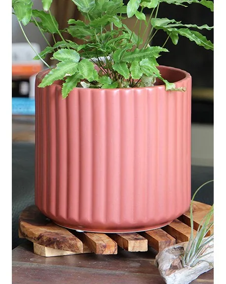 Palm Spring 6.5" Brush Comb Hbs Planter
