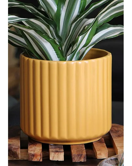 Palm Spring 6.5" Brush Comb Mst Planter