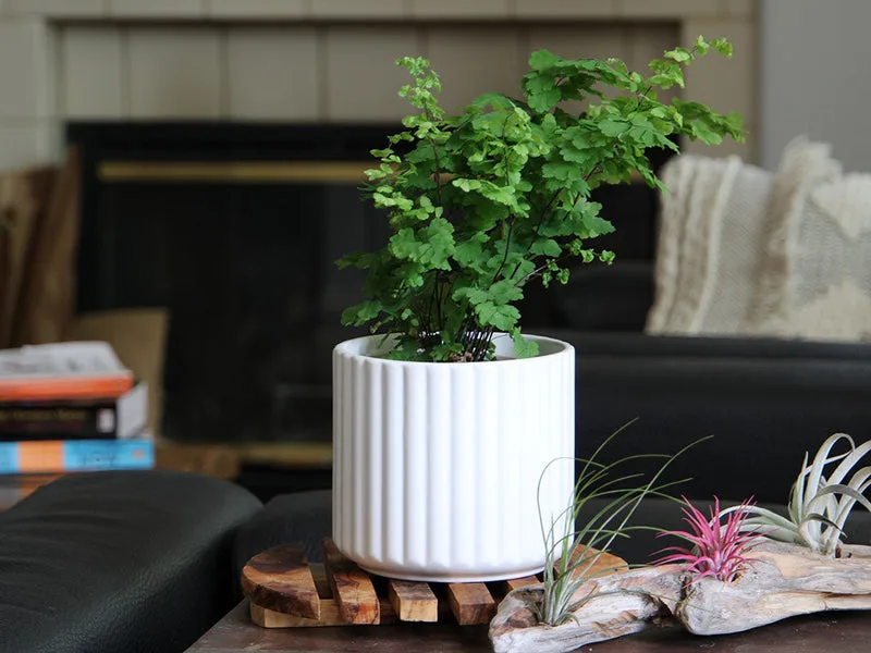Palm Spring 8" Brush Comb Planter Mwh - Image 2