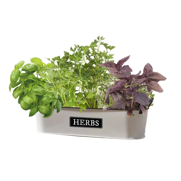 Panacea 16" Milkhouse Herbs Short Oval Planter