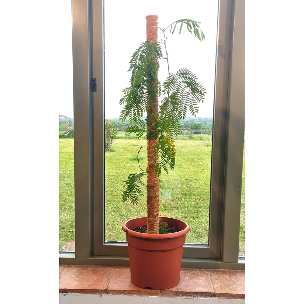 Panacea 36" H Coir Pole Plant Supports - Image 2