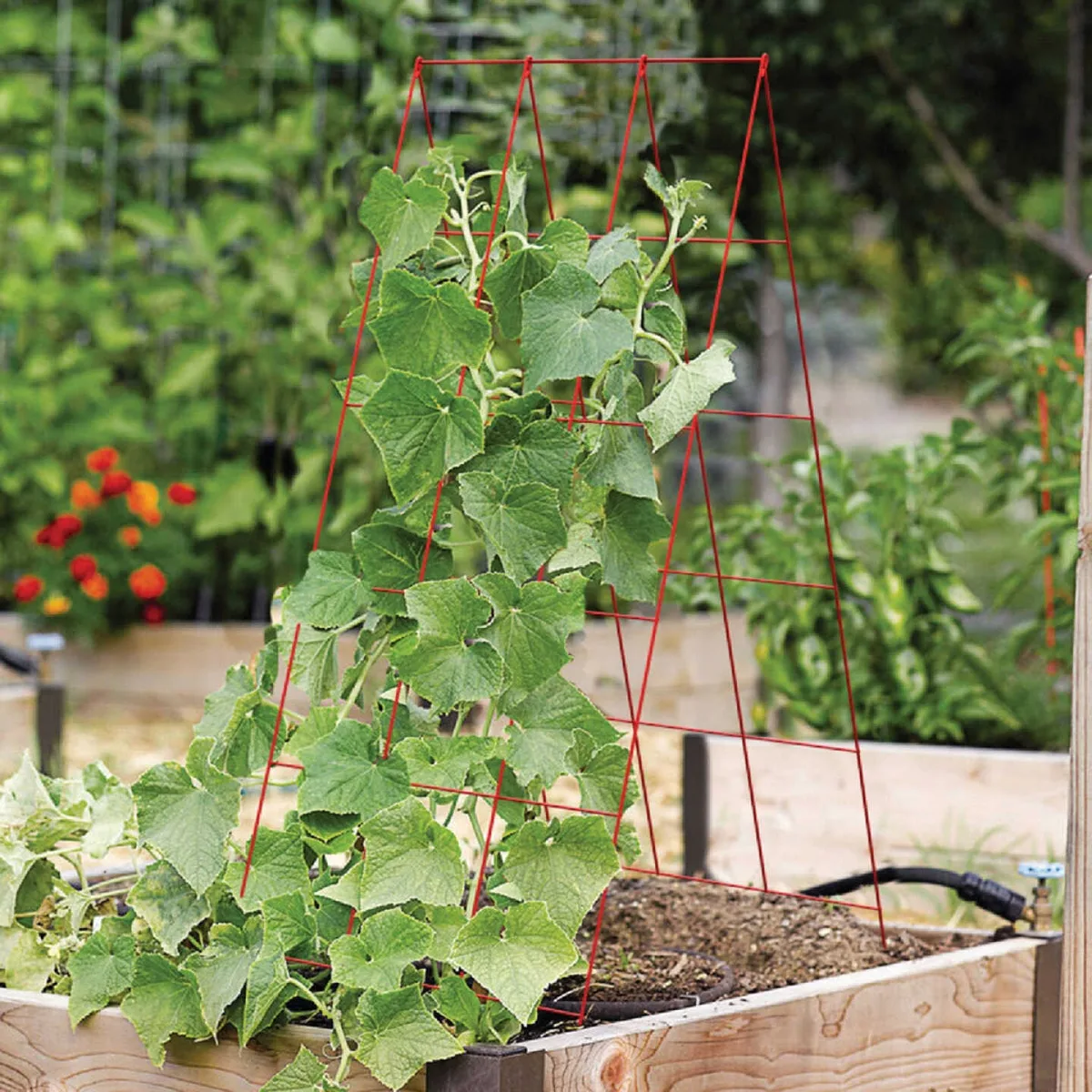 Panacea 48"x18" A Frame Red Trellis - Image 2