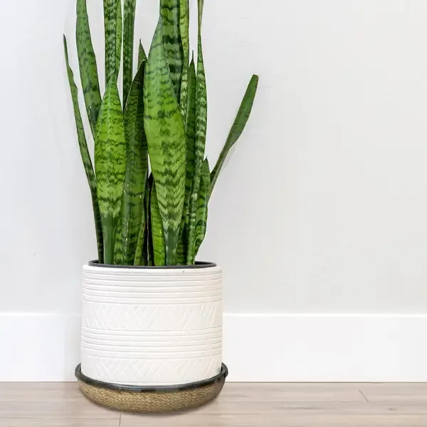 Panacea 8" D Water Hyacinth Saucer - Image 2