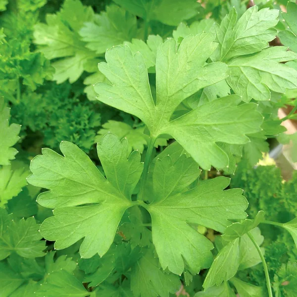 Parsley, Plain 1lb