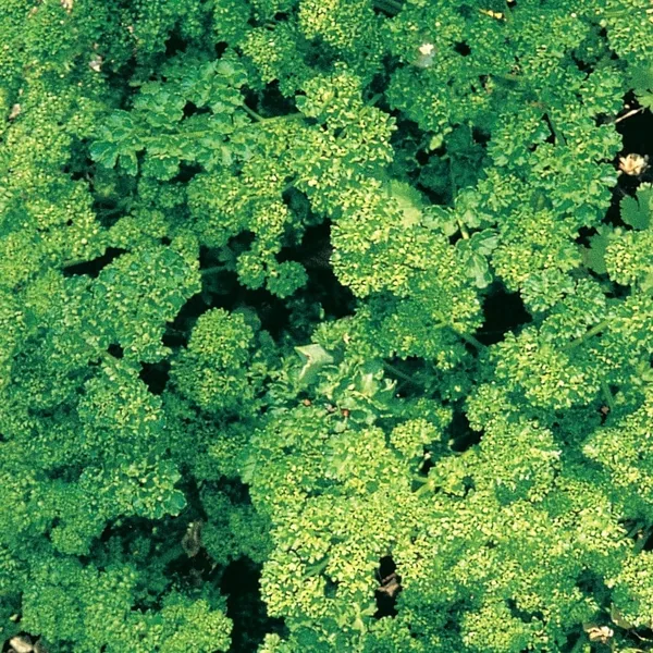 Parsley, Triple Curled 1/2oz