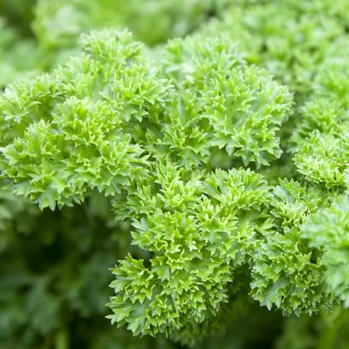 Parsley, Triple Curled Lbs - Image 2