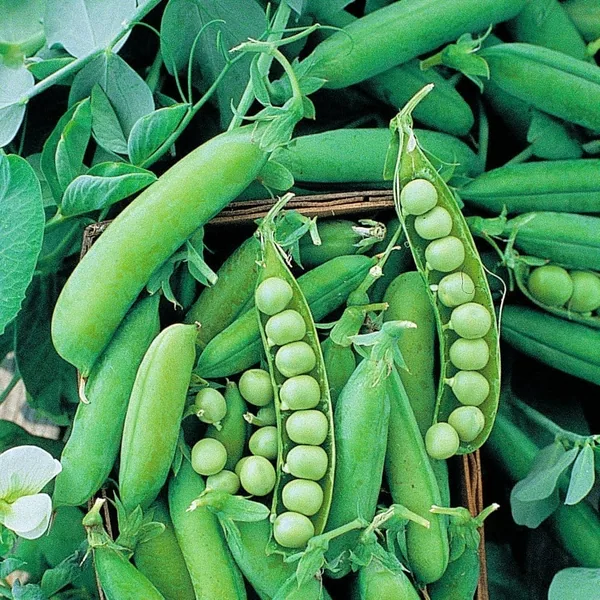 Peas, Early Alaska 62