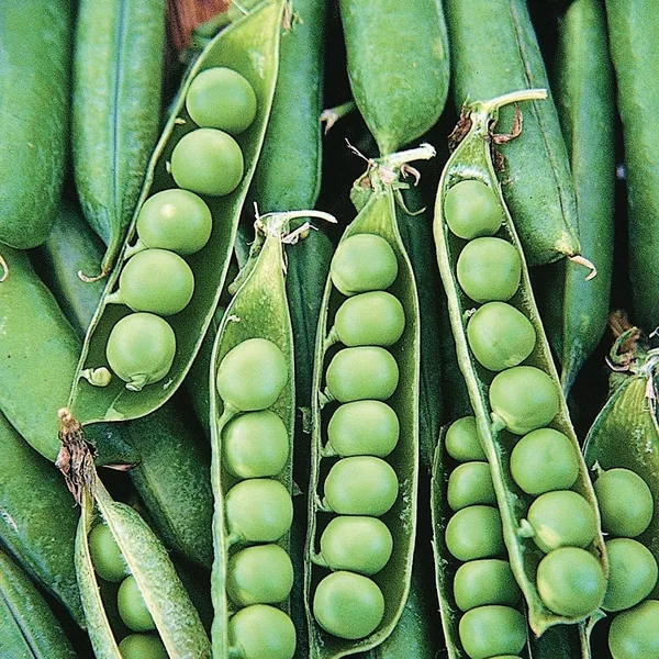 Peas, Early Frosty