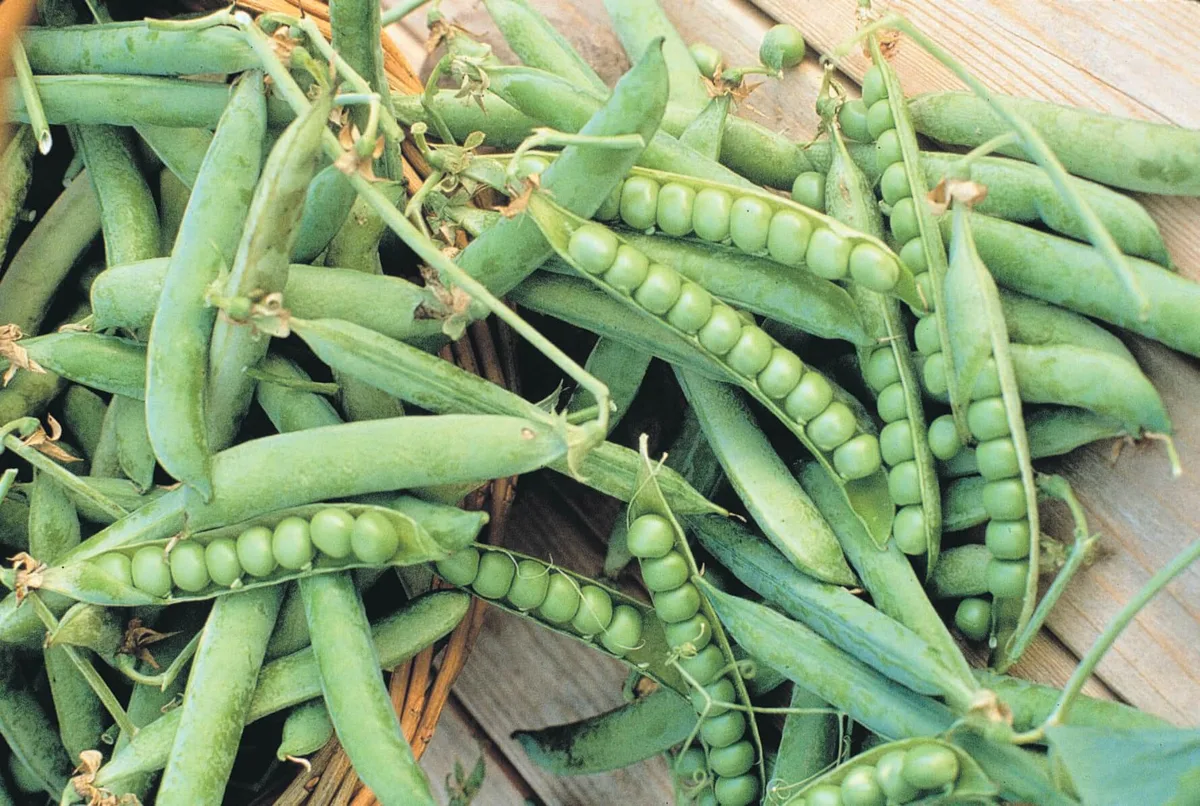 Peas, Green Arrow 1/2lb - Image 2