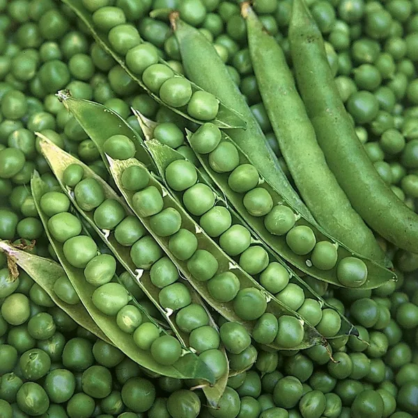 Peas, Green Arrow Treated 50lb