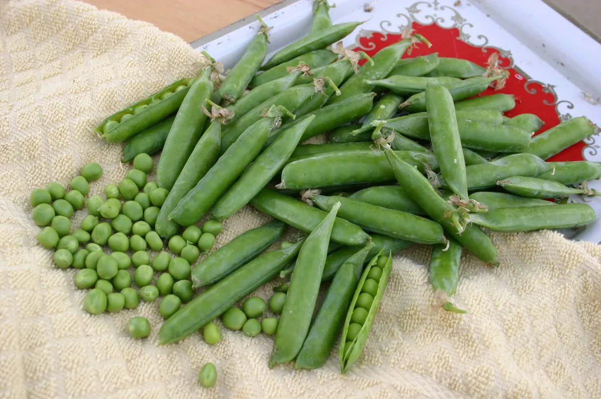 Peas, Knight Treated 1/2lb - Image 2