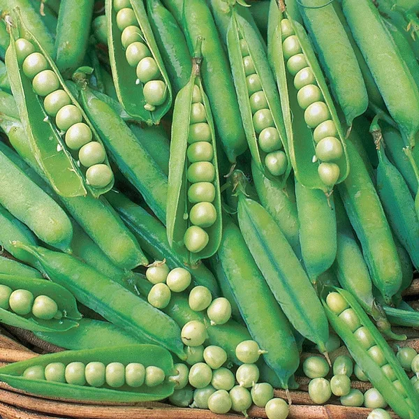 Peas, Knight Treated