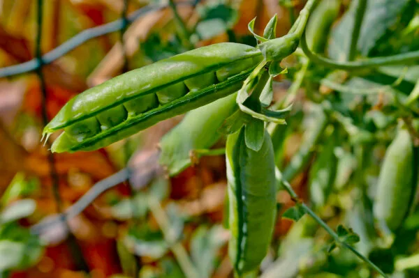 Peas, Laxton Progress #9 1/2lb