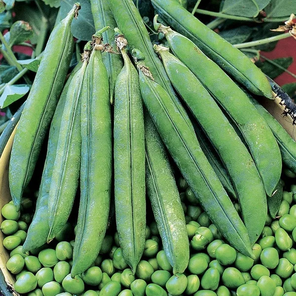 Peas, Laxton Progress #9