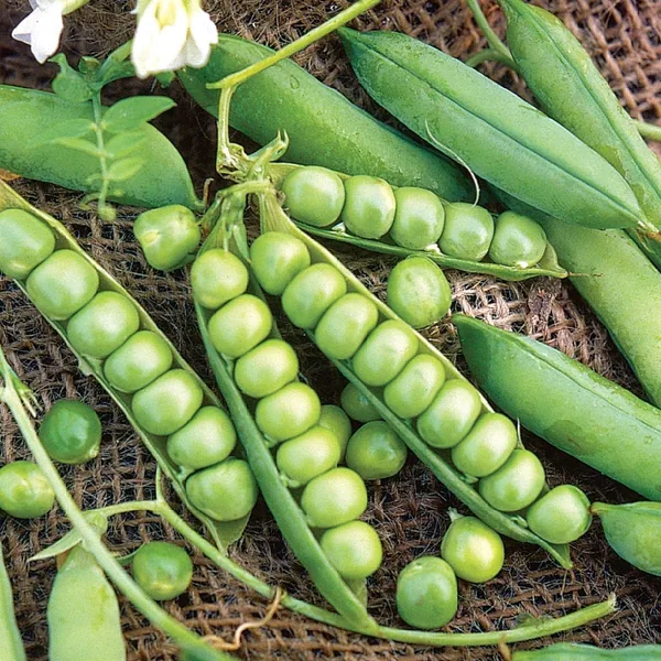 Peas, Little Marvel 1/2lb