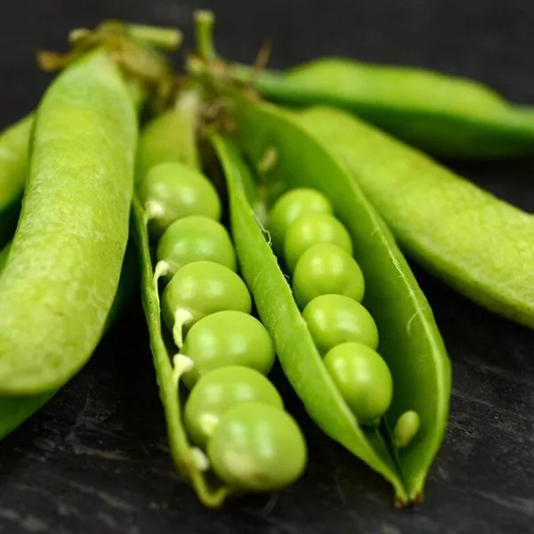 Peas, Little Marvel