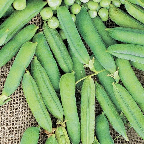 Peas, Maestro Treated 1/2lb