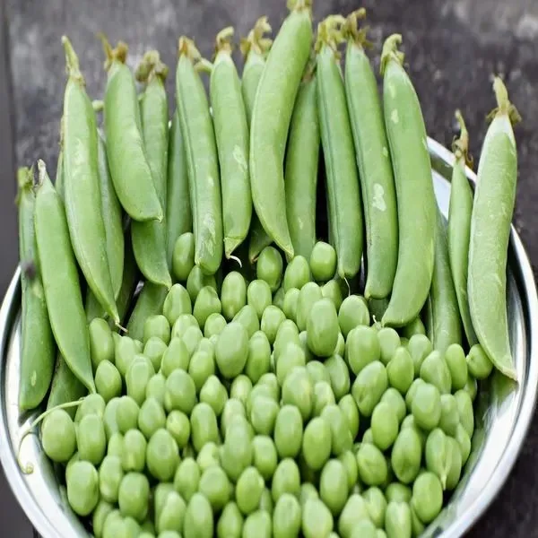 Peas, Maestro Treated