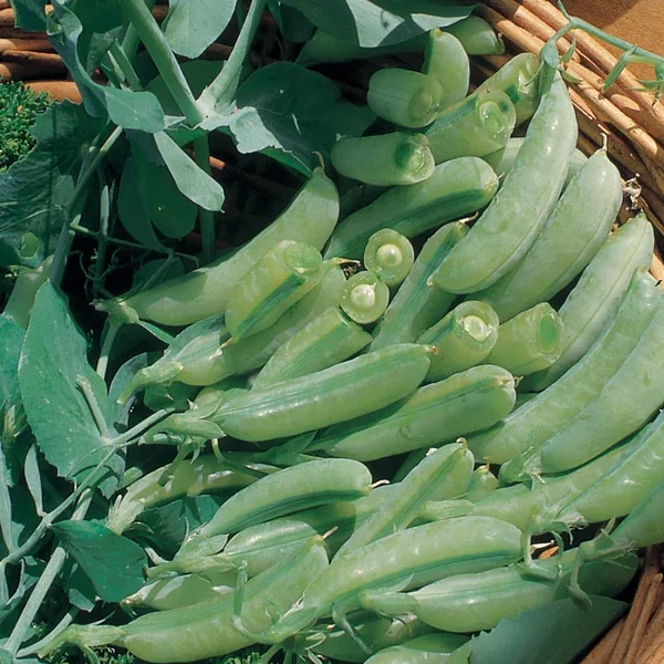 Peas, Sugar Anne Snap