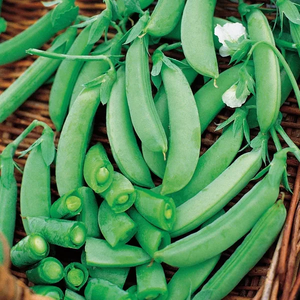 Peas, Sugar Snap