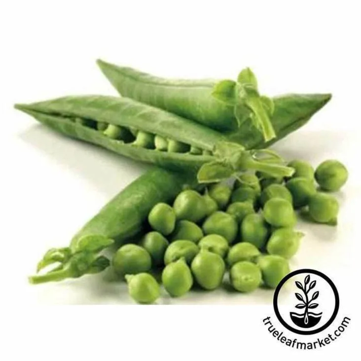 Peas, Thomas Laxton 1/2lb - Image 2