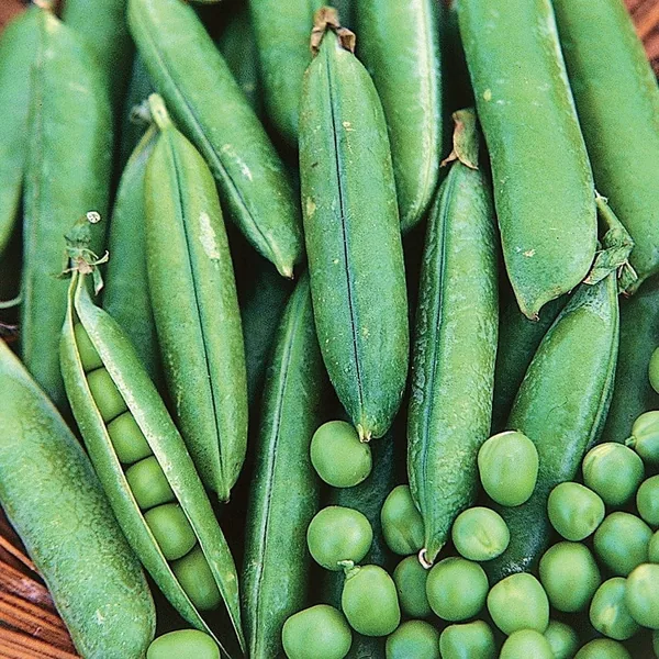 Peas, Thomas Laxton