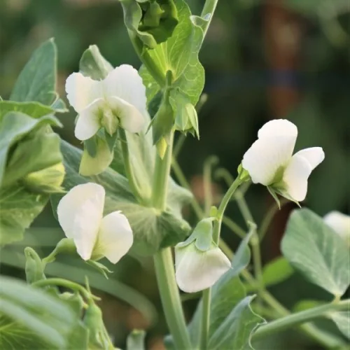 Peas, Wando 1/2lb