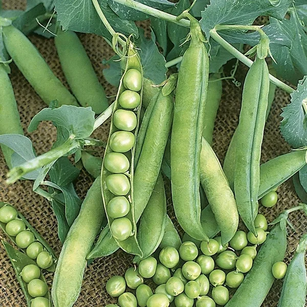 Peas, Wando