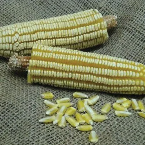 Pencil Cob Corn 50 lbs - Image 2