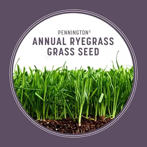 Penn 25 lbs Annual Ryegrass Retail - Image 2