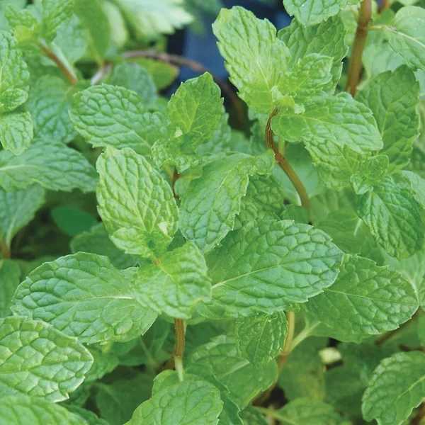 Peppermint 1