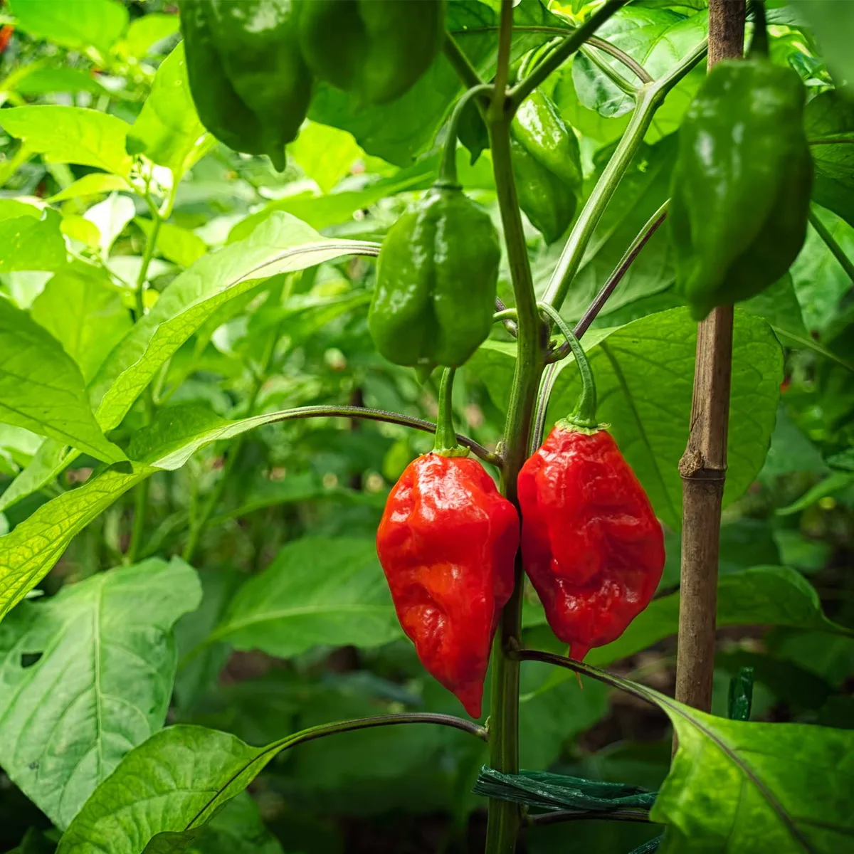 Peppers, Bhut Jolokia 100 Seed Count - Image 2