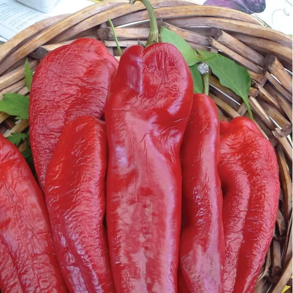 Peppers, Bhut Jolokia 100 Seed Count